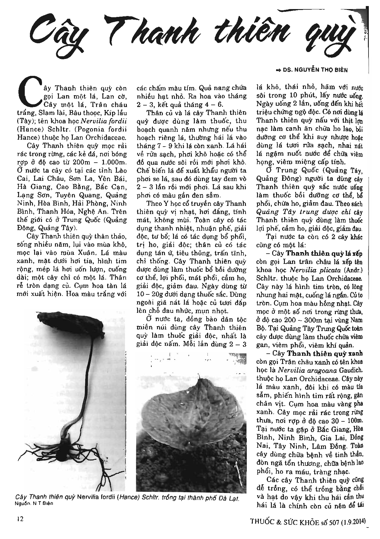 Cây Thanh thiên quỳ